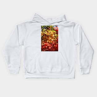 Colourful leaves of a maple tree in autumn Kids Hoodie